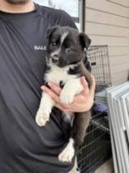 Border Collie Dogs Available for Adoption - Pixie | PetCurious