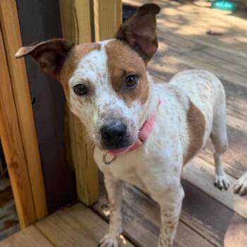 Rescue Mixed Breed Dogs for Adoption in Fredericksburg, Virginia - Georgia | PetCurious