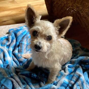 Cody -  Yorkshire Terrier Dog for Adoption in Bethel, Connecticut - Cody | PetCurious