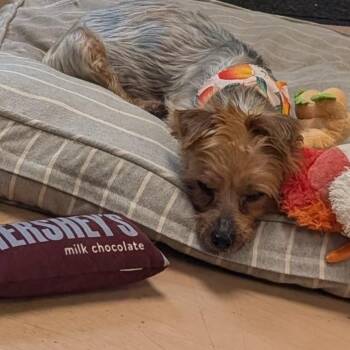 Dora -  Silky Terrier Dog for Adoption in Walden, New York - Dora | PetCurious