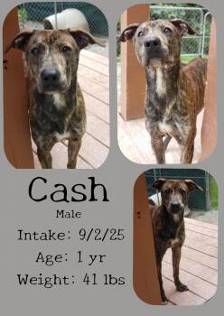 Rescue Black Mouth Cur Dogs for Adoption in Staffordsville, Kentucky - Cash | PetCurious