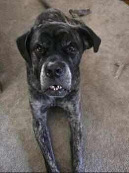 Nyjah -  Mastiff Dog for Adoption in Philadelphia, Pennsylvania - Nyjah | PetCurious