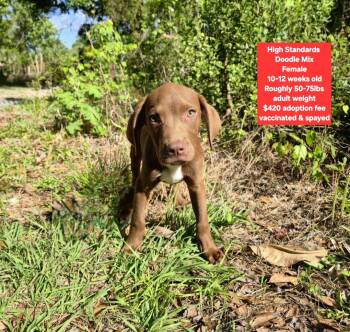 Chocolate Labrador Retriever and Poodle Dogs Available for Adoption - High Standards  | PetCurious