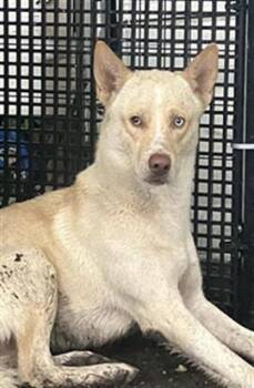 Mixed Breed Dogs Available for Adoption in Dallas, Texas - PRINCE | PetCurious