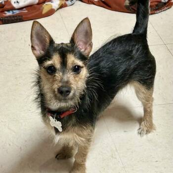 Yorkshire Terrier Dogs Available for Adoption - Rea | PetCurious