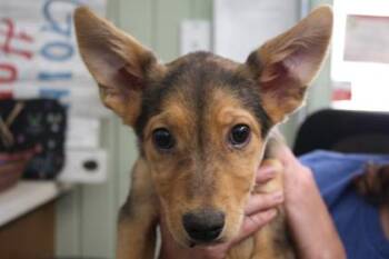 German Shepherd Dog Dogs Available for Adoption in Flagstaff, Arizona - Lilac | PetCurious