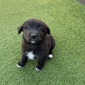 Shepherd and Mixed Breed Dogs Available for Adoption - Bear Pup 6 | PetCurious