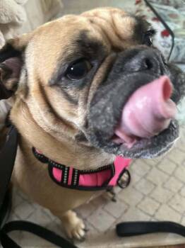 Pug and American Bulldog Dogs Available for Adoption - Matcha | PetCurious