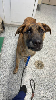 Rescue Anatolian Shepherd and Mixed Breed Dogs for Adoption in Seneca, South Carolina - AJ HW+ Fee Waived | PetCurious