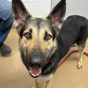 Luna -  German Shepherd Dog and Mixed Breed Dog for Adoption in Corpus Christi, Texas - Luna | PetCurious