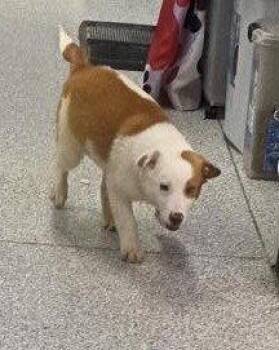 Corgi and American Bulldog Dogs Available for Adoption in Knoxville, Iowa - Relic | PetCurious