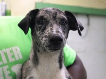Helena -  Catahoula Leopard Dog and Mixed Breed Dog for Adoption in Picayune, Mississippi - Helena | PetCurious