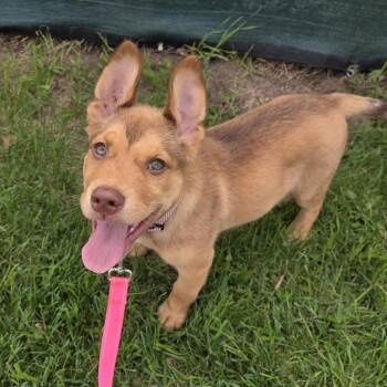 Kip -  Mixed Breed Dog for Adoption in Clavet, Saskatchewan - Kip | PetCurious