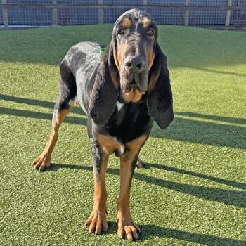 Mixed Breed Dogs Available for Adoption - Rufus | PetCurious