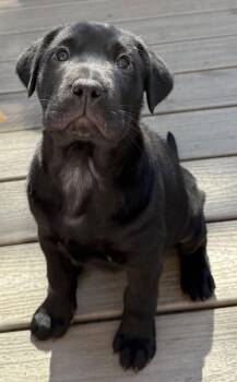 Shar Pei and Labrador Retriever Dogs Available for Adoption - Valentina | PetCurious
