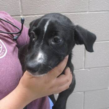 Acorn -  Mixed Breed Dog for Adoption in Las Cruces, New Mexico - Acorn | PetCurious