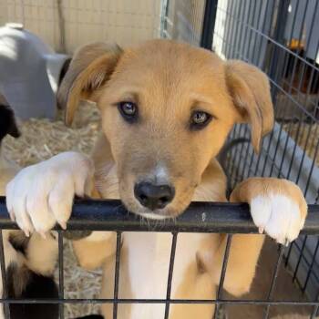 Rescue Mixed Breed Dogs for Adoption in Moab, Utah - Sherbert | PetCurious