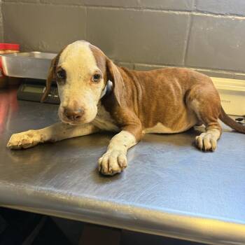 Maverick -  Hound and Mixed Breed Dog for Adoption in Tuscaloosa, Alabama - Maverick | PetCurious