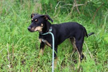 Miniature Pinscher Dogs Available for Adoption in Nocona, Texas - River | PetCurious