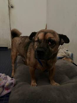 Rescue Mixed Breed Dogs for Adoption in Loíza, Loíza - Gus | PetCurious