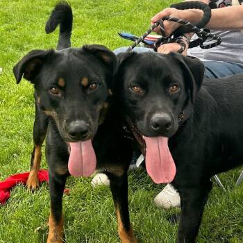Mixed Breed Dogs Available for Adoption - Sarge & Wilson | PetCurious