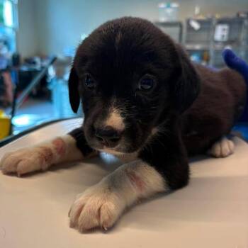 Rose Marie -  Mixed Breed Dog for Adoption in Huntington, West Virginia - Rose Marie | PetCurious