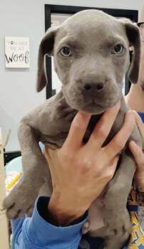 Flick -  Pit Bull Terrier and Weimaraner Dog for Adoption in Republic, Missouri - Flick | PetCurious