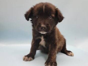 Greg -  German Shepherd Dog and Mixed Breed Dog for Adoption in Minneapolis, Minnesota - Greg | PetCurious