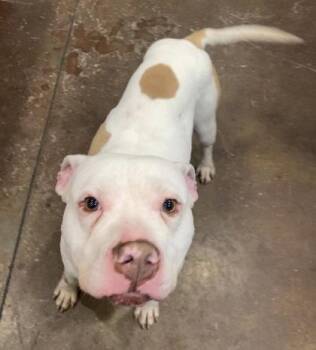 Mixed Breed Dogs Available for Adoption in Cincinnati, Ohio - Able | PetCurious