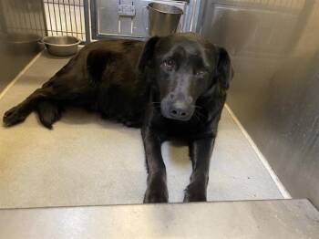 Labrador Retriever and German Shepherd Dog Dogs Available for Adoption in Modesto, California - A609289 | PetCurious