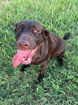 Bailey -  Labrador Retriever Dog for Adoption in Woodstock, Ontario - Bailey | PetCurious