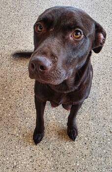 Chocolate Labrador Retriever Dogs Available for Adoption in Gold Beach, Oregon - Juno | PetCurious