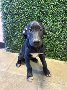 61569328 -  Mixed Breed Dog for Adoption in El Paso, Texas - 61569328 | PetCurious
