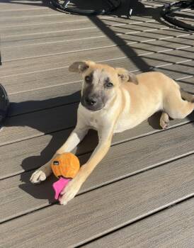 Daisy -  Shepherd and Mountain Cur Dog for Adoption in Indian Springs Village, Alabama - Daisy | PetCurious
