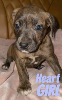 Pit Bull Terrier Dogs Available for Adoption - H Litter Heart | PetCurious