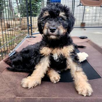 Standard Poodle Dogs Available for Adoption in Pacifica, California - Toulou | PetCurious