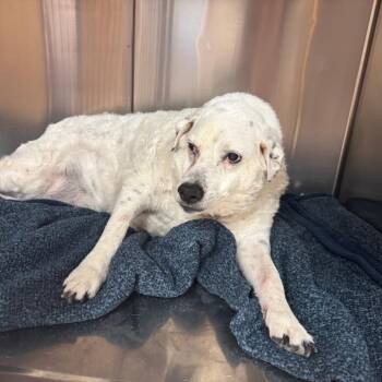 Sunshine -  Australian Cattle Dog Blue Heeler and Appenzell Mountain Dog Dog for Adoption in Tunkhannock, Pennsylvania - Sunshine | PetCurious