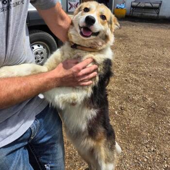 Mixed Breed and None Dogs Available for Adoption in Buffalo, Minnesota - Rhonda | PetCurious
