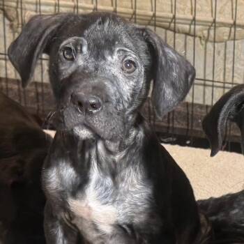 Mixed Breed Dogs Available for Adoption - Mifflin | PetCurious