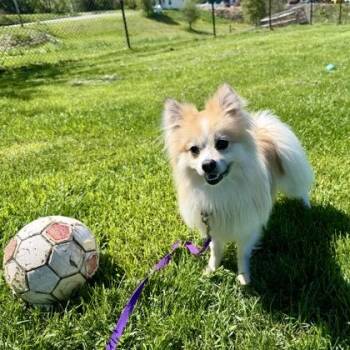 Pomeranian and Mixed Breed Dogs Available for Adoption in East Montpelier, Vermont - Buffalo Sauce | PetCurious
