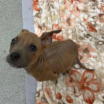 Labrador Retriever Dogs Available for Adoption - Owen | PetCurious