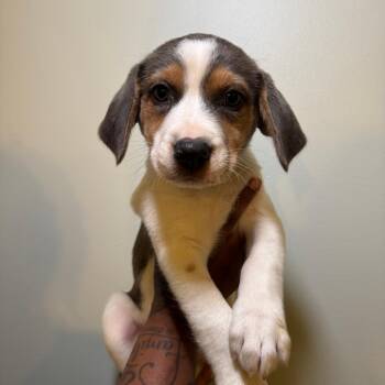 Mixed Breed Dogs Available for Adoption in Saint Charles, Missouri - Biscuit | PetCurious