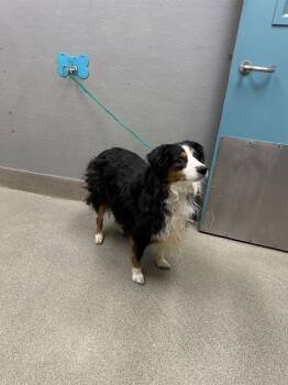 FLYNN -  Australian Shepherd and Mixed Breed Dog for Adoption in Las Vegas, Nevada - FLYNN | PetCurious
