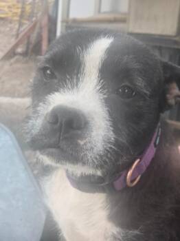 Boston Terrier Dogs Available for Adoption in Millcreek, Utah - Vivi | PetCurious