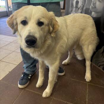 Mixed Breed Dogs Available for Adoption - 02/16/2026-Stray-CooperCreekRoad/MilgenRoad | PetCurious