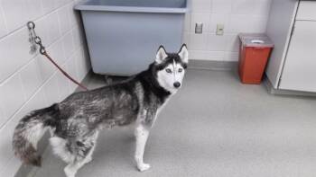 Husky and Mixed Breed Dogs Available for Adoption - GLIMMER | PetCurious