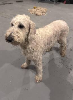 Golden Retriever and Standard Poodle Dogs Available for Adoption in Marine City, Michigan - Snookie | PetCurious