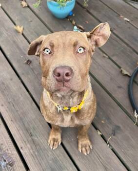 Rescue Pit Bull Terrier Dogs for Adoption in Detroit, Michigan - Daisy | PetCurious