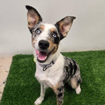 Oakley fka Poppy -  Mixed Breed Dog for Adoption in Columbia, Missouri - Oakley Fka Poppy | PetCurious