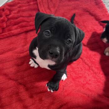 Do-si-dos -  Pit Bull Terrier and Boxer Dog for Adoption in Kanab, Utah - Do-si-dos | PetCurious